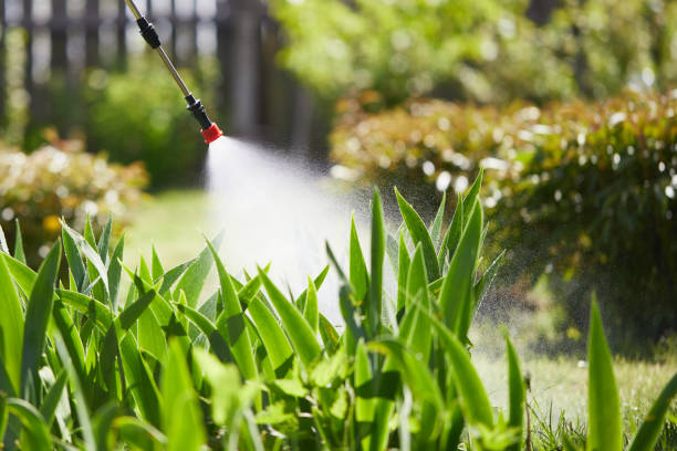 24/7 Emergency Termite Control experts in Burien, WA