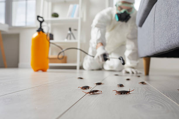 Affordable Termite Control solutions in Burien, WA